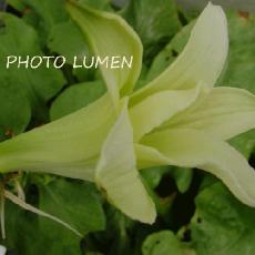 Cardiocrinum giganteum