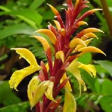 Cautleya gracilis