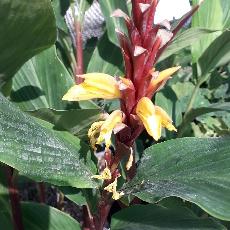 Cautleya spicata