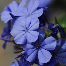 Ceratostigma griffithii