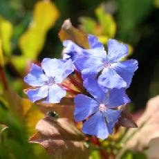 Ceratostigma wilmottianum