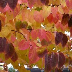 Cercidiphyllum japonicum