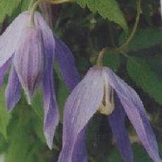 Clematis alpina