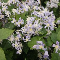 Clematis  'Mrs Robert Brydon'