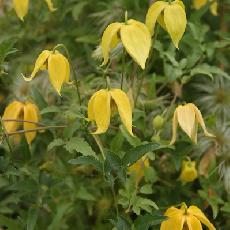 Clematis tangutica