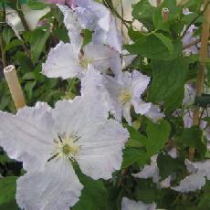 Clematis  'Blue Angel'