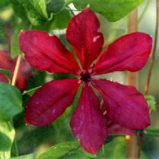 Clematis  'Cardinal Wyzinski'