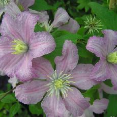 Clematis  'Comtesse De Bouchaud'