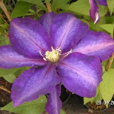 Clematis  'Daniel Deronda'