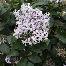 Clematis x jouiniana  'Praecox'