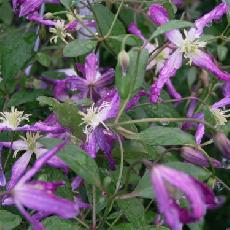 Clematis x triternata  'Rubro-marginata'