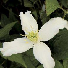 Clematis montana var. wilsonii