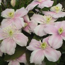 Clematis montana  'Mayleen'