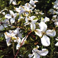 Clematis viticella  'Alba Luxurians'