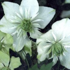 Clematis florida  'Albo Plena'