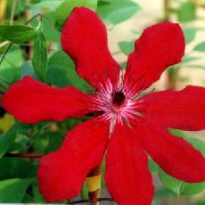 Clematis  'Allanah'