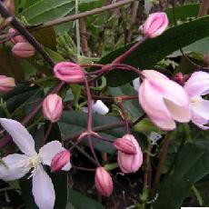 Clematis armandii  'Apple Blossom'