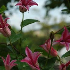 Clematis texensis  'Duchess Of Albany'
