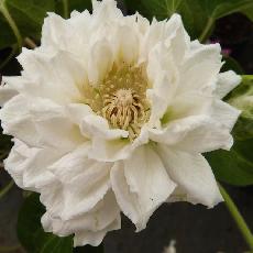 Clematis  'Duchess Of Edinburgh'