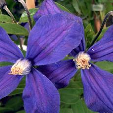 Clematis integrifolia  'Durandii'