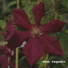 Clematis  'Ernest Markham'