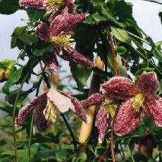 Clematis cirrhosa  'Freckles'