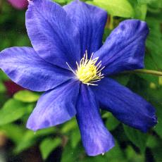 Clematis  'Fuju Musume'