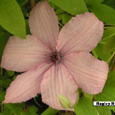 Clematis  'Hagley Hybrid'