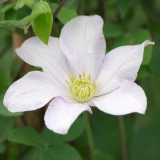 Clematis  'Huldine'