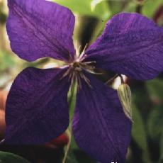 Clematis  'Jackmanii'