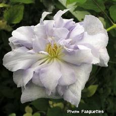 Clematis  'Jackmanii Alba'