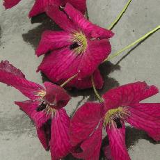 Clematis viticella  'Kermesina'