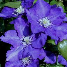 Clematis  'Lady Betty Balfour'