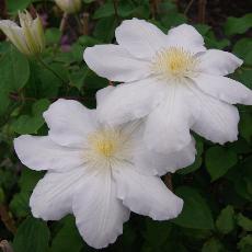 Clematis  'Marie Boisselot'