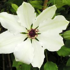 Clematis  'Miss Bateman'