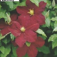 Clematis  'Niobe'