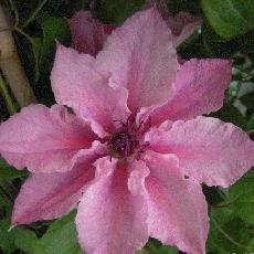 Clematis  'Pink Fantasy'