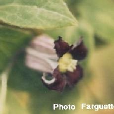 Clematis  'Pitcheri'