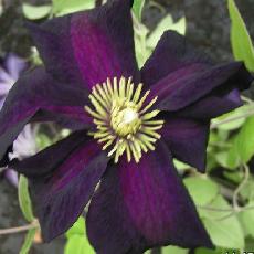 Clematis  'Romantika'