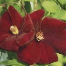 Clematis  'Rouge Cardinal'