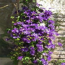 Clematis  'The President'