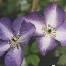 Clematis viticella  'Venosa Violacea'