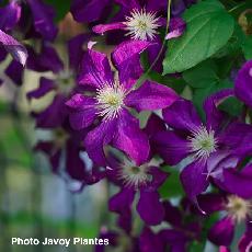 Clematis  'Vostok'