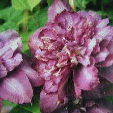 Clematis  'Vyvyan Pennell'