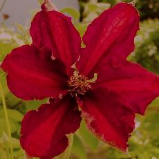 Clematis  'Westerplatte'