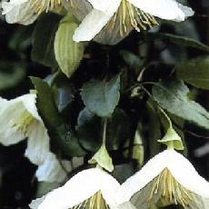 Clematis cirrhosa  'Whisley Cream'