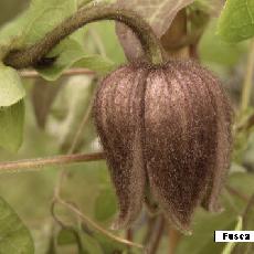 Clematis fusca