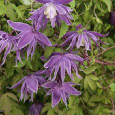 Clematis macropetala