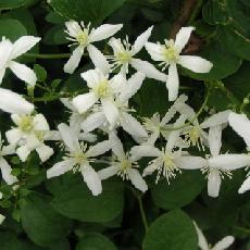 Clematis maximowicziana