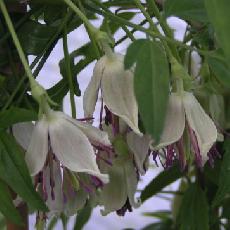 Clematis napaulensis